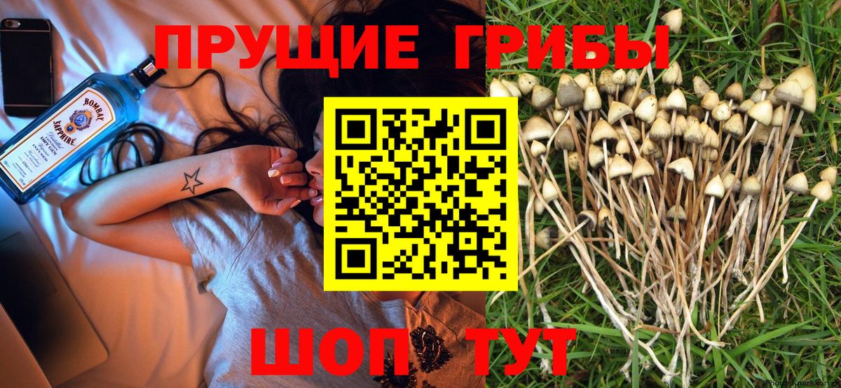 Галлюциногенные грибы Psilocybine cubensis  Вход с VPN  Бузулук 